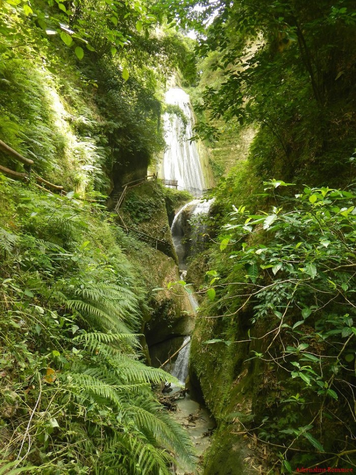 dau