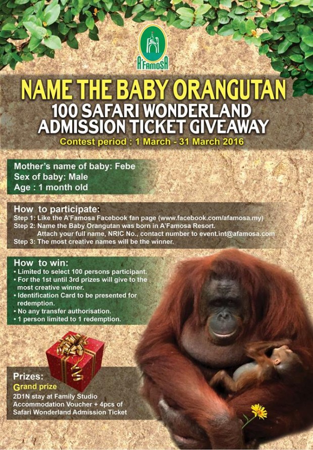 Name the Baby Orangutan and Win Amazing Prizes from A'Famosa