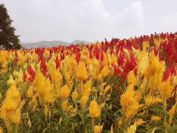 Sirao Flower Farm