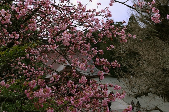 cherry blossoms