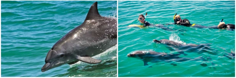 Cutest Wildlife Encounters to Have in Western Australia – Besides ...