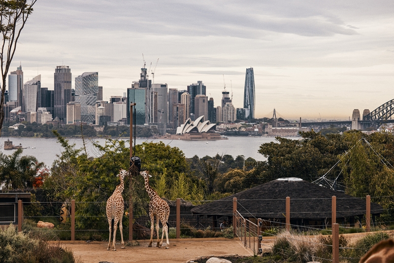 taronga zoo