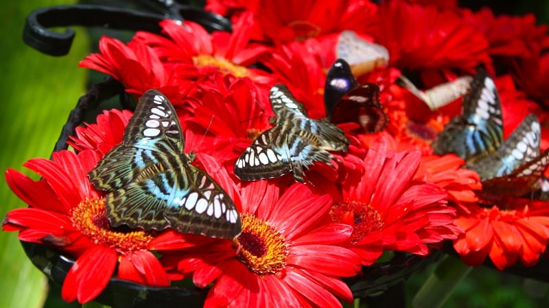 changi airport butterfly garden