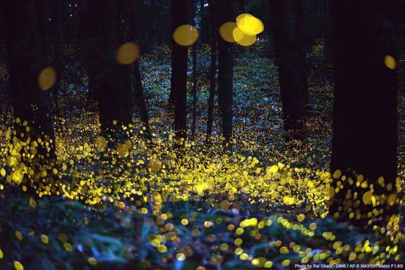 firefly park