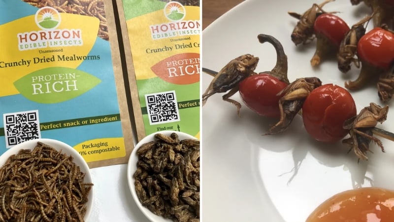 horizon edible insects