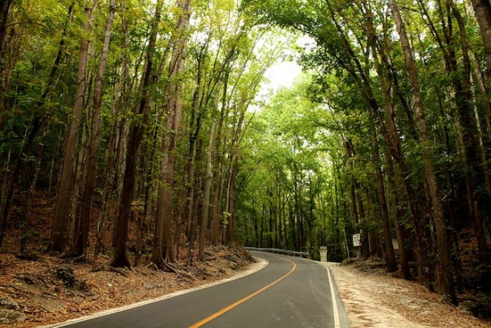 Bilar Man-made Forest Bohol