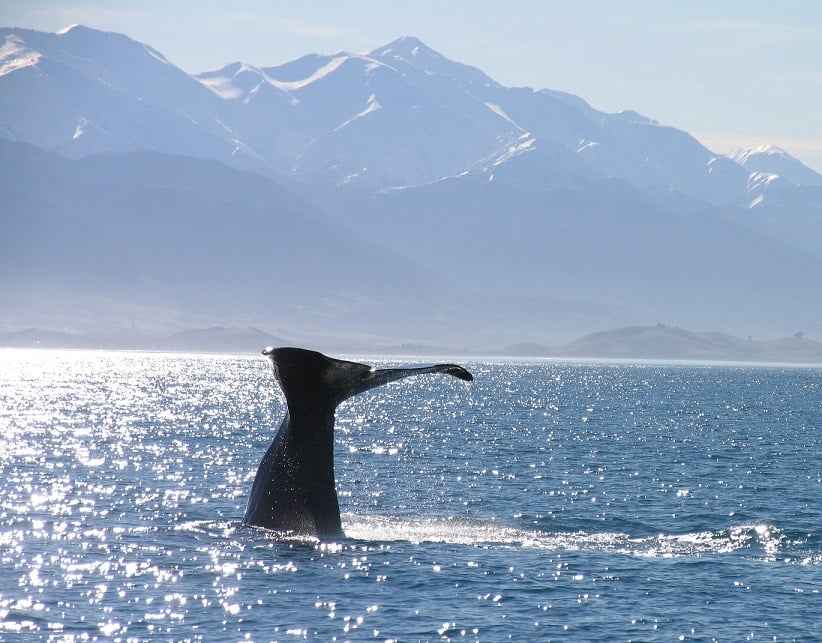 Kaikoura whales