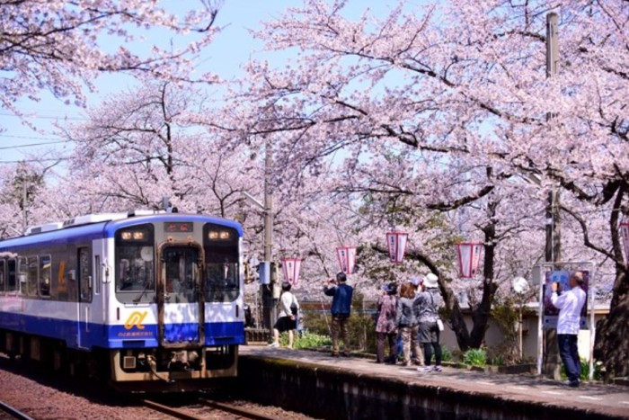 Ngắm hoa anh đào bằng cách đi tàu sakura 