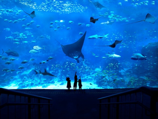 S.E.A Aquarium Adult One-Day Ticket + more at SGD40 with OCBC