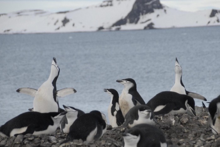 things to do in antartica