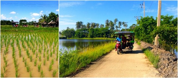 Ruộng Krabi