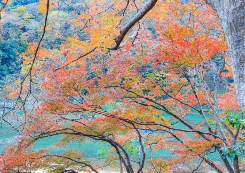 Japan autumn forecast