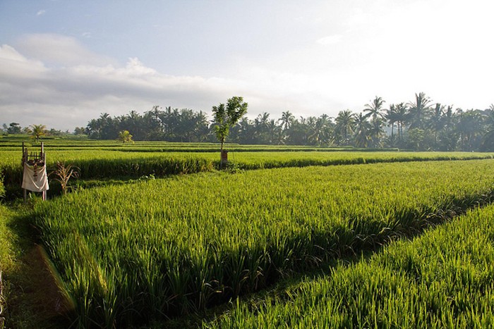 ubud bali