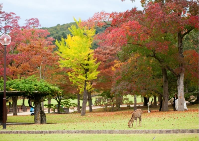 Nara, Kansai