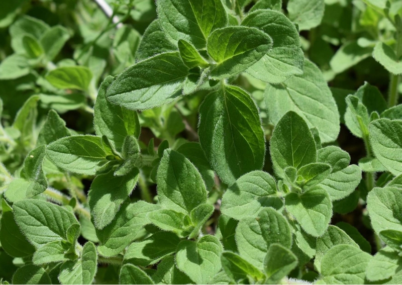 easiest herbs to grow indoors
