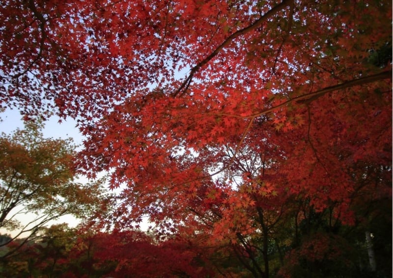 Japan autumn forecast 2024