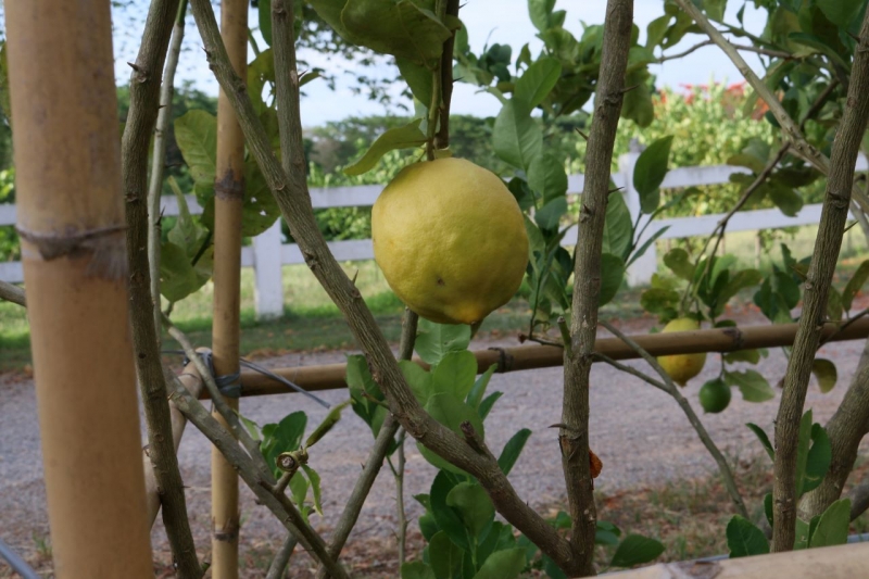 Pasutara lemons