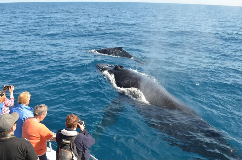 group of spectators watching whale surface