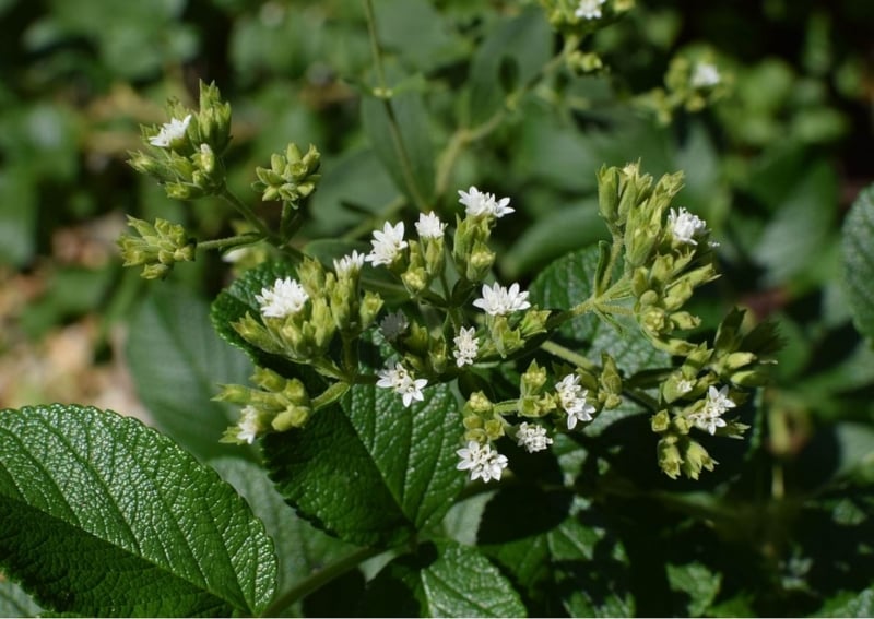 easiest herbs to grow indoors