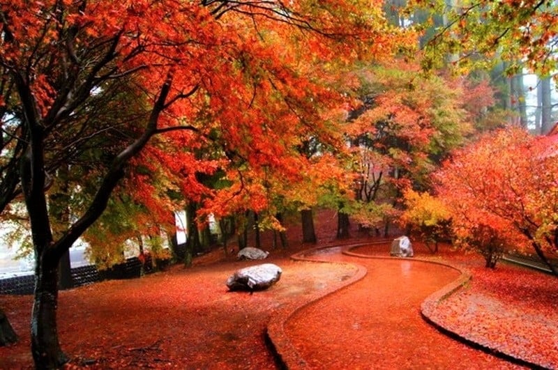 autumn in asia
