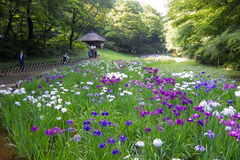 flowers in meiji shrine Inner Garden