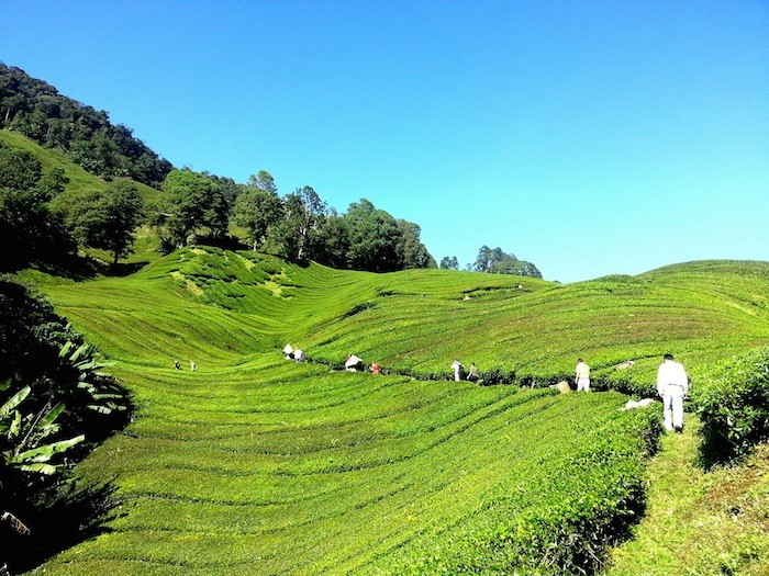 cameron highlands