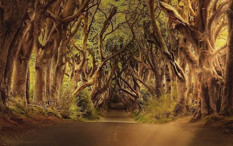 ireland dark hedges