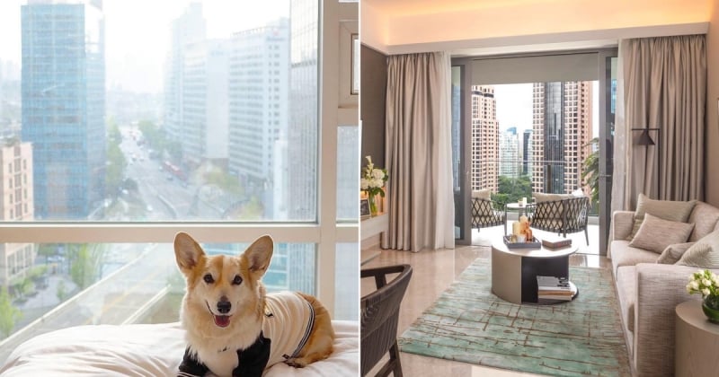 pet-friendly serviced apartments in Singapore