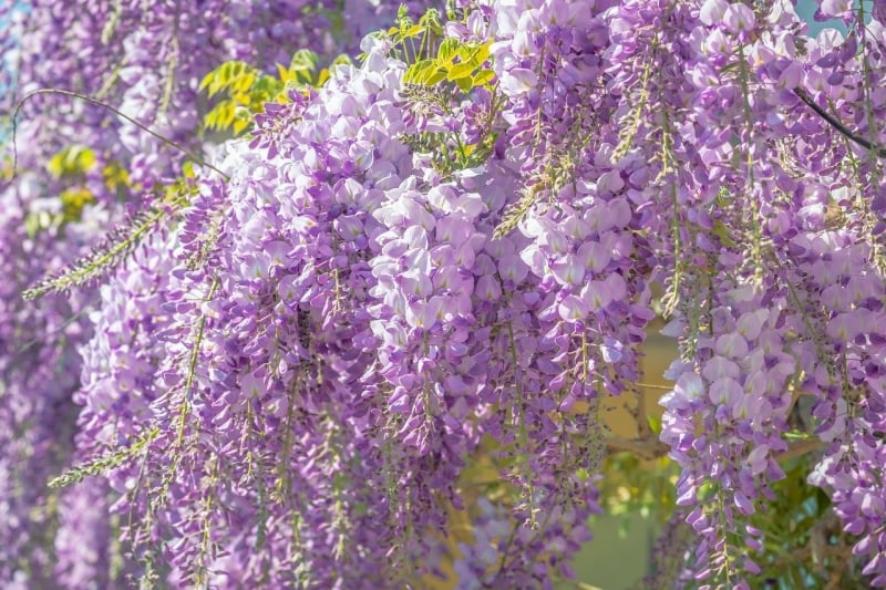 Flowers in Japan: Wisteria