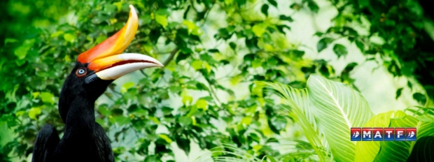 MATF Offer | Fly to your Favourite Destinations from SGD116 with Malaysia Airlines 3