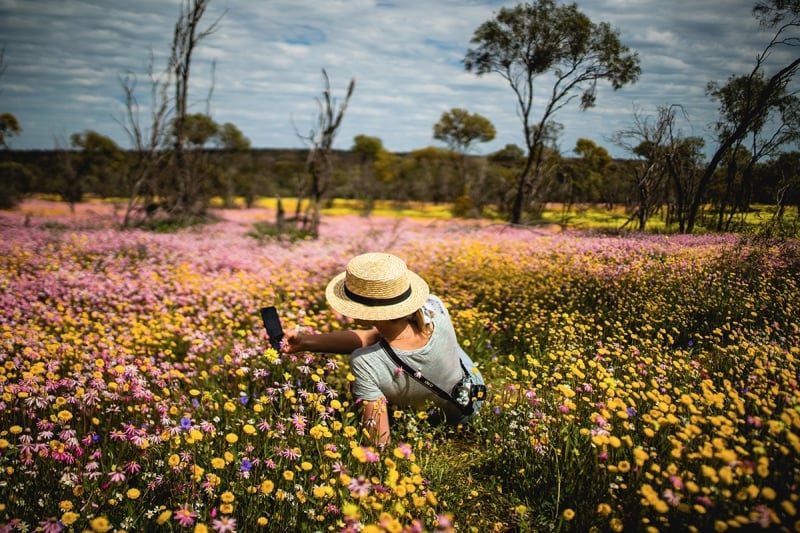 lady taking photos in wildflower field