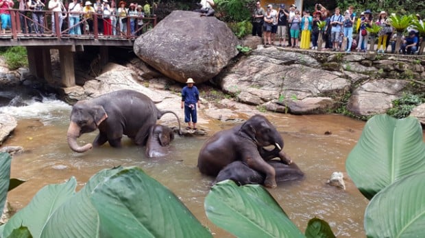 Nên làm ở Chiang Mai: xem voi biểu diễn ở Trại Voi Maesa