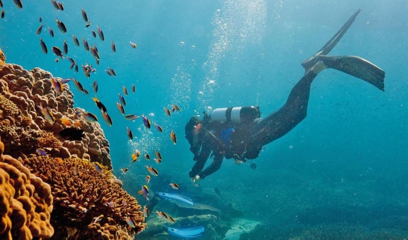 diver observing marine life