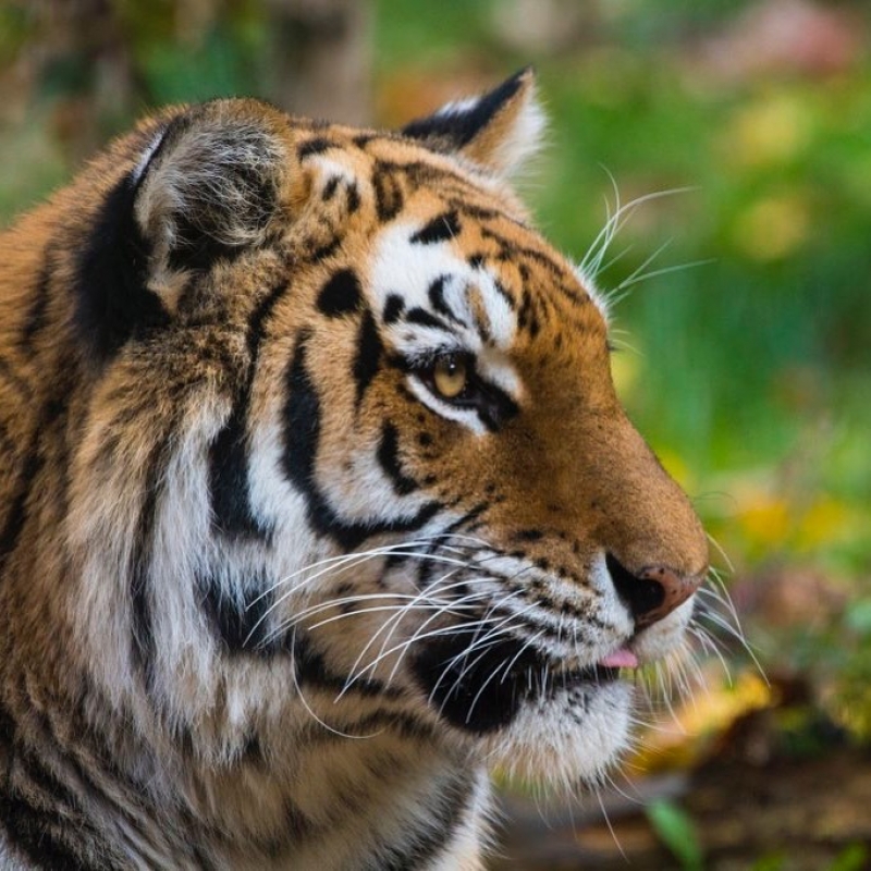 A Tiger at a New York City Zoo Tested Positive for the Coronavirus 