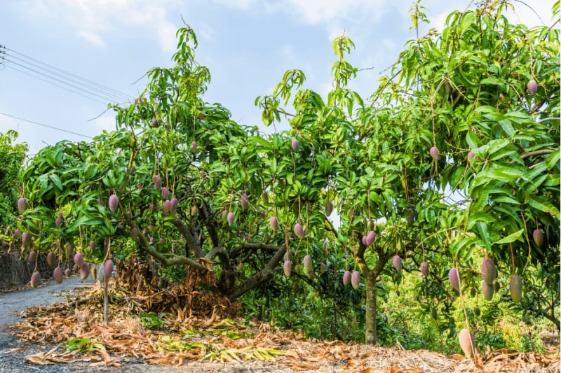 Mango Trees in Taiwan