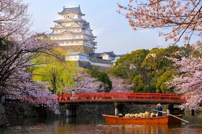 cherry blossoms Japan 2022 