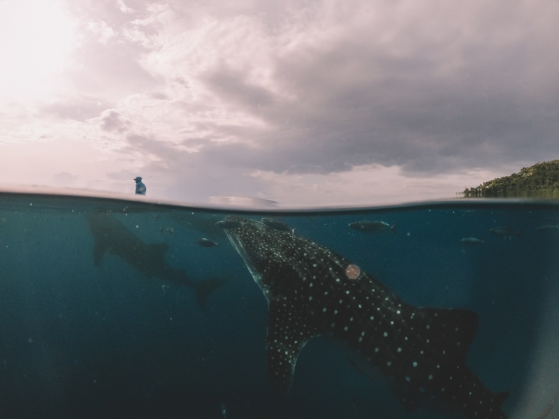 whale shark oslob cebu