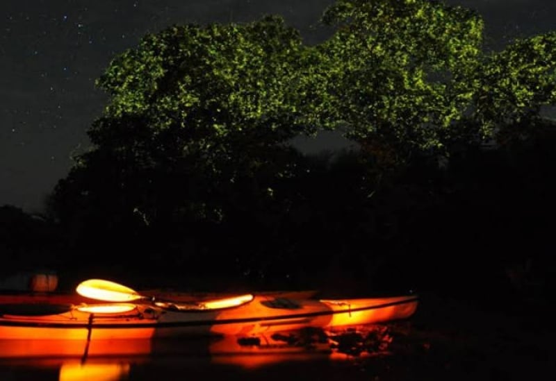 fireflies philippines