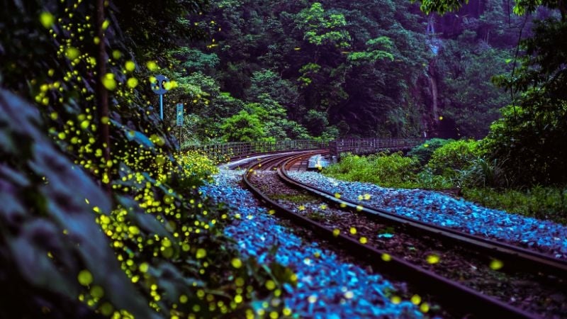 Firefly in Pingxi New Taipei City