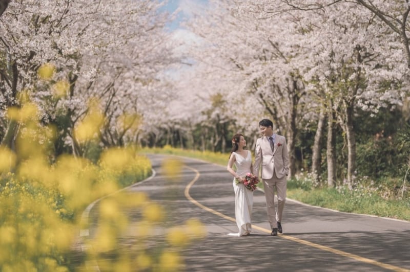 jeju cherry blossom