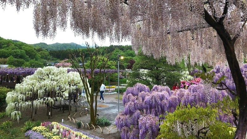 spring in japan