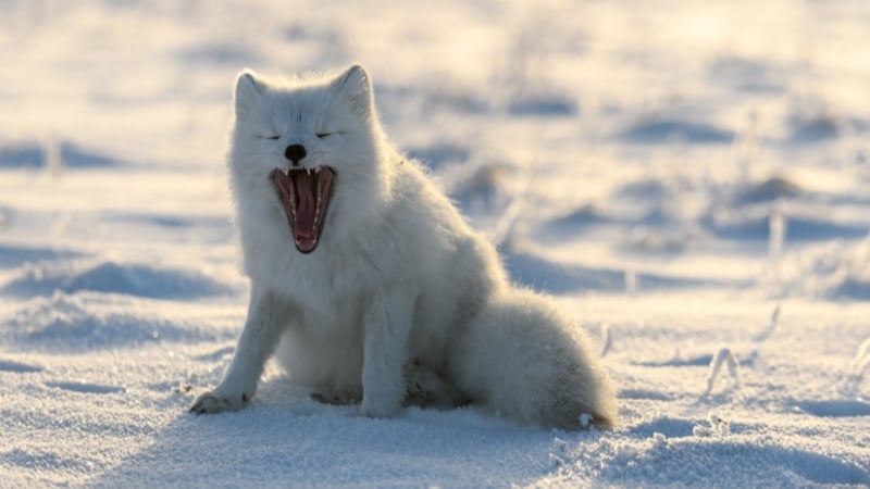 arctic fox in the snow