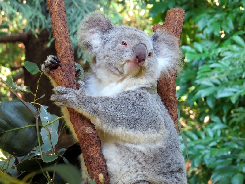 Are Australia S Koala Bears In Danger Of Extinction