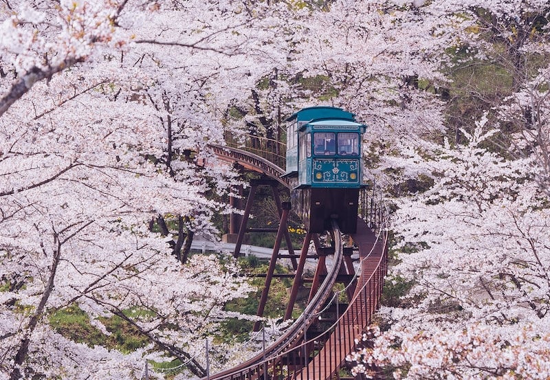 cherry blossoms Japan 2022 