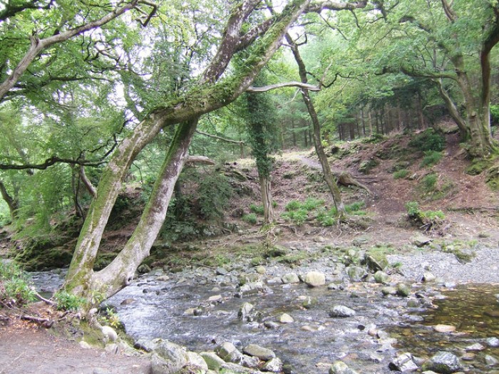 Tollymore Forest Park, Ireland