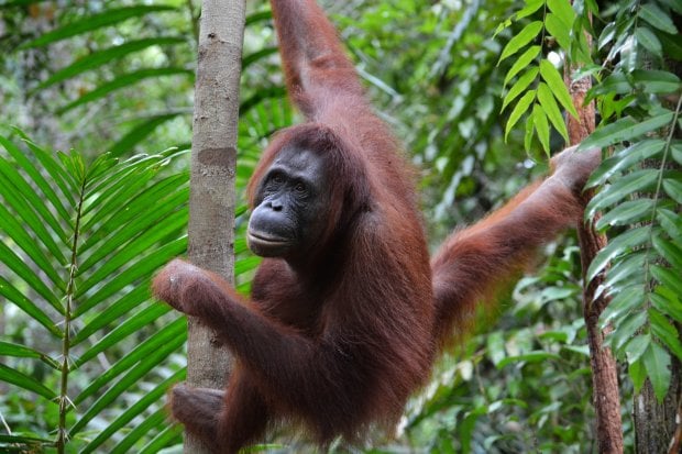 Du Lịch Indonesia: Thiên nhiên hoang dã