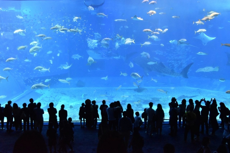 Okinawa Churaumi Aquarium