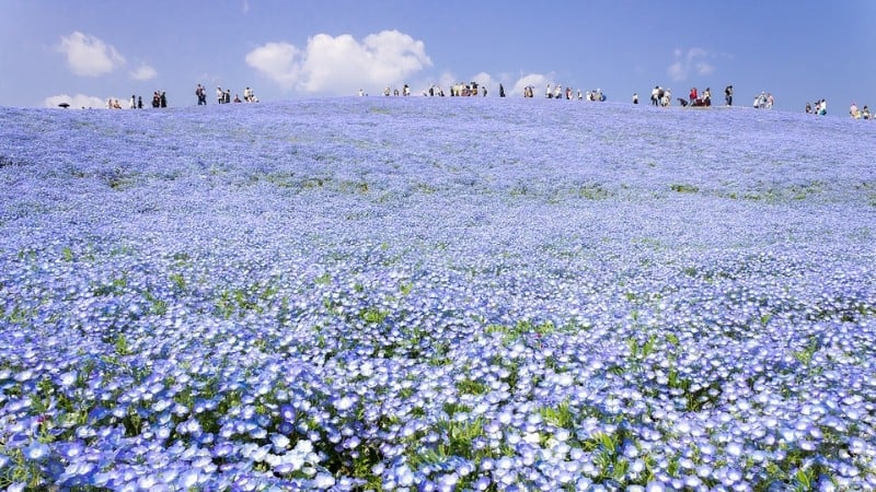 spring flowers in japan