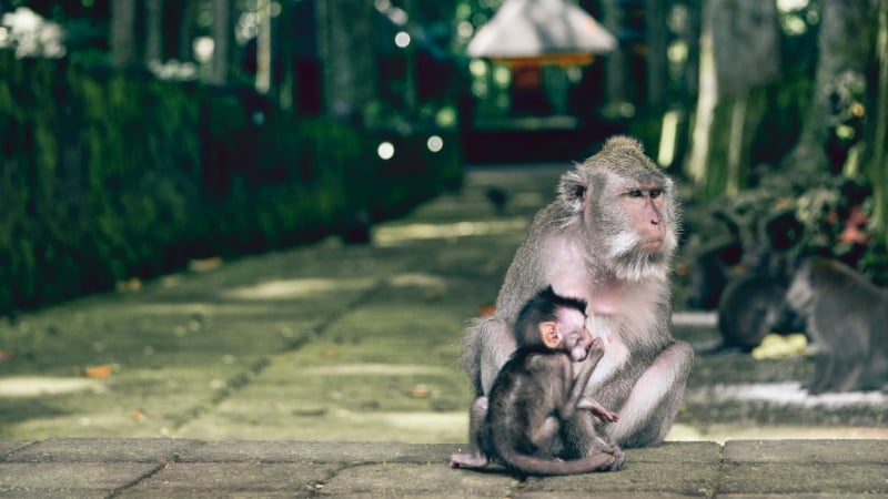 the sacred monkey forest sanctuary in bali