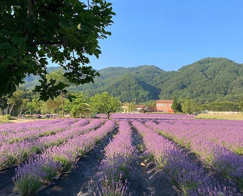 hani lavender farm